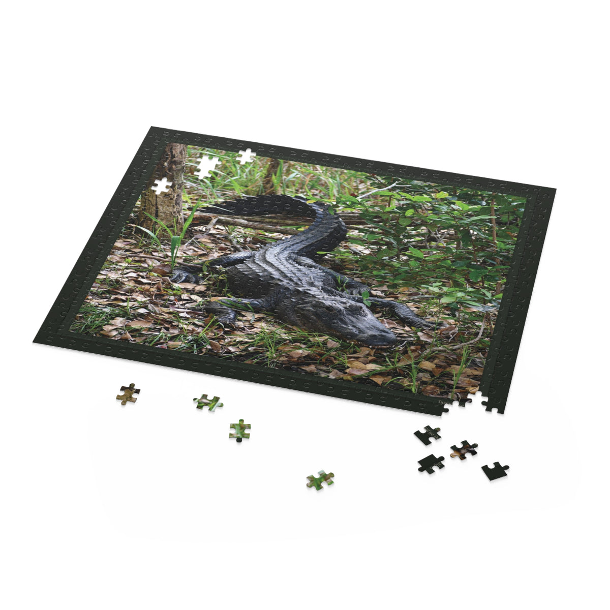 Wild Florida Alligator Nature Puzzle — Wildlife Photo Jigsaw (120/252/500 Piece)
