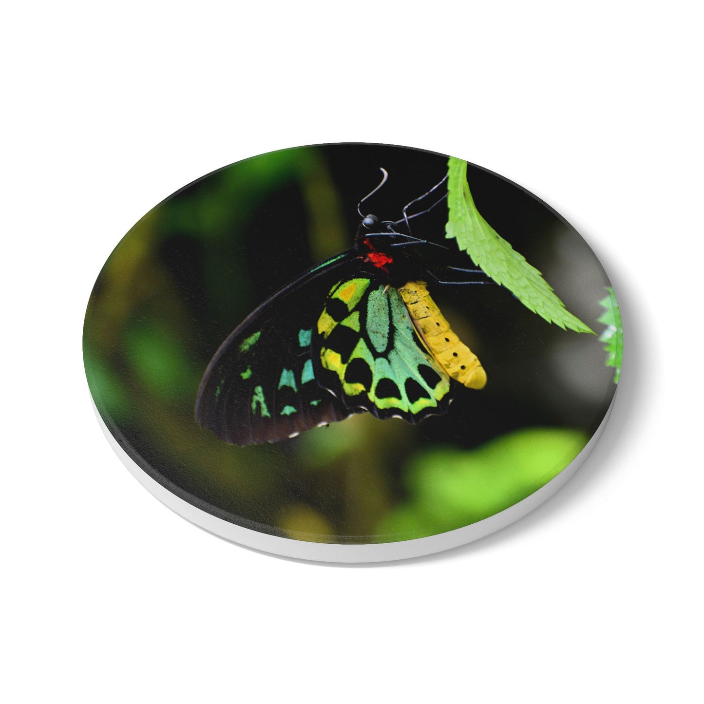 Nature-Inspired Colorful Butterfly Collectible Ceramic Coaster — Green Tailed Butterfly, 1 Pc
