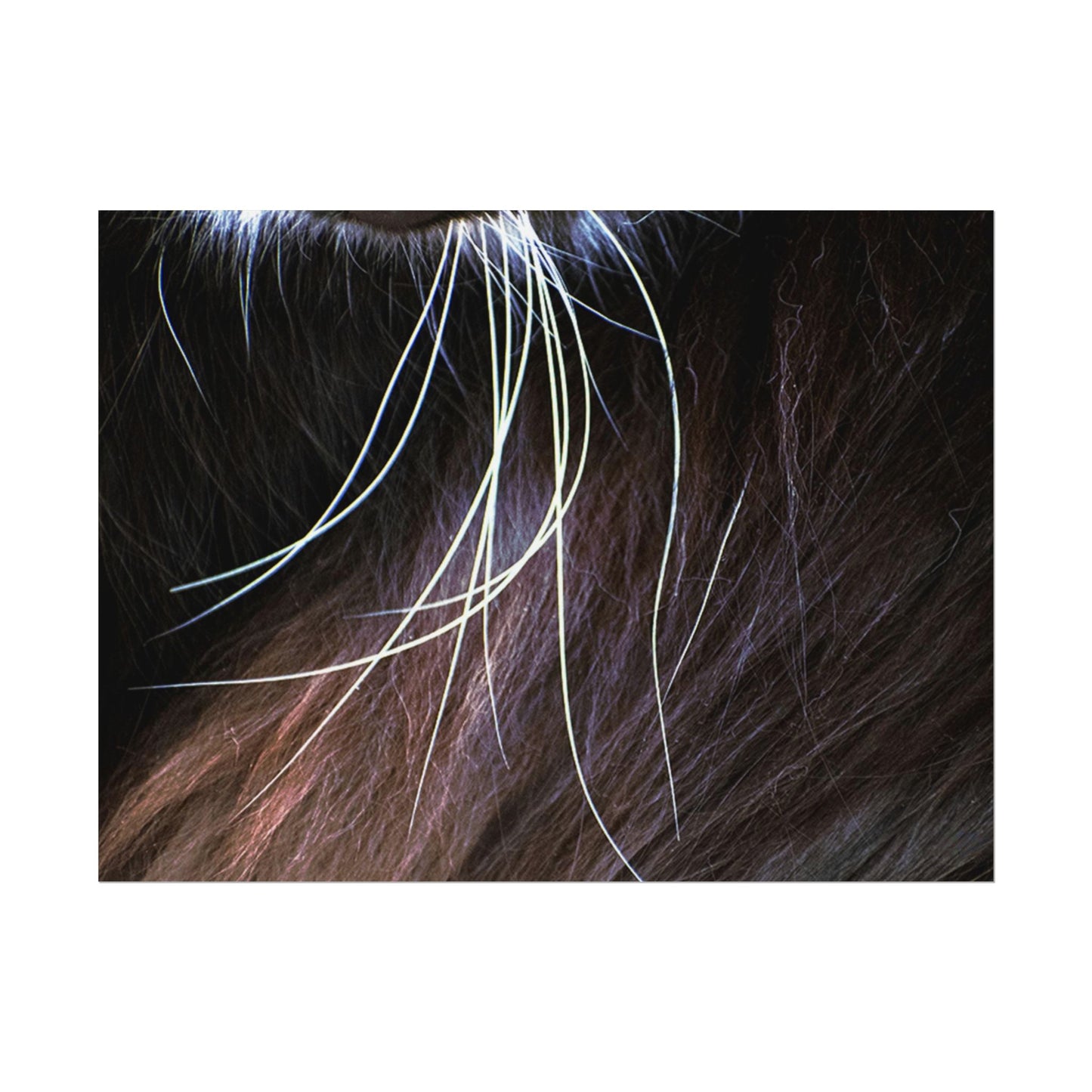 Cat Whiskers Wall Art Print