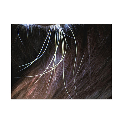 Cat Whiskers Wall Art Print