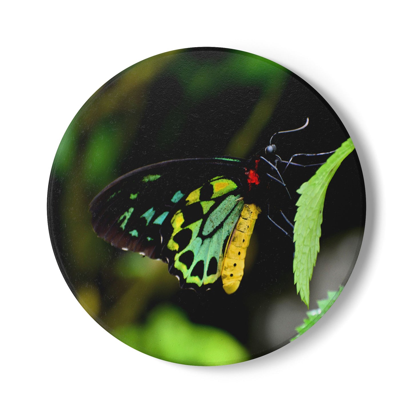 Nature-Inspired Colorful Butterfly Collectible Ceramic Coaster — Green Tailed Butterfly, 1 Pc