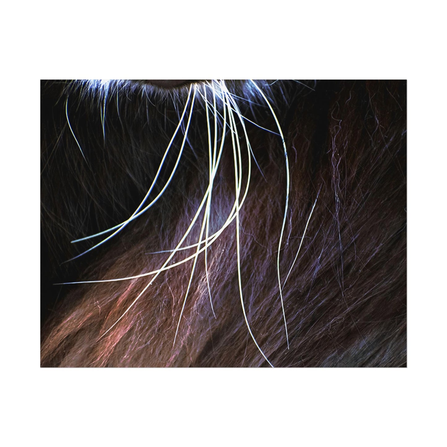 Cat Whiskers Wall Art Print