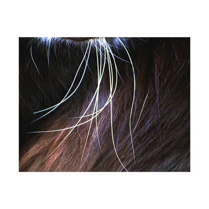 Cat Whiskers Wall Art Print