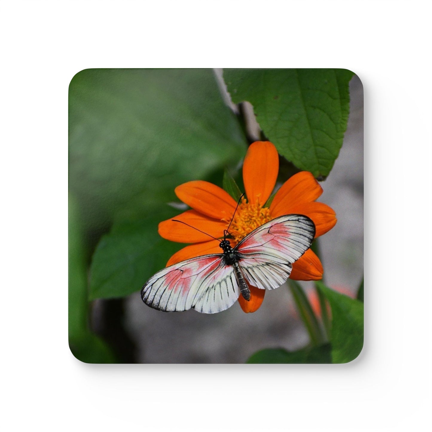 Nature-Inspired Butterfly Design Cork Drink Coaster 4-Piece Set