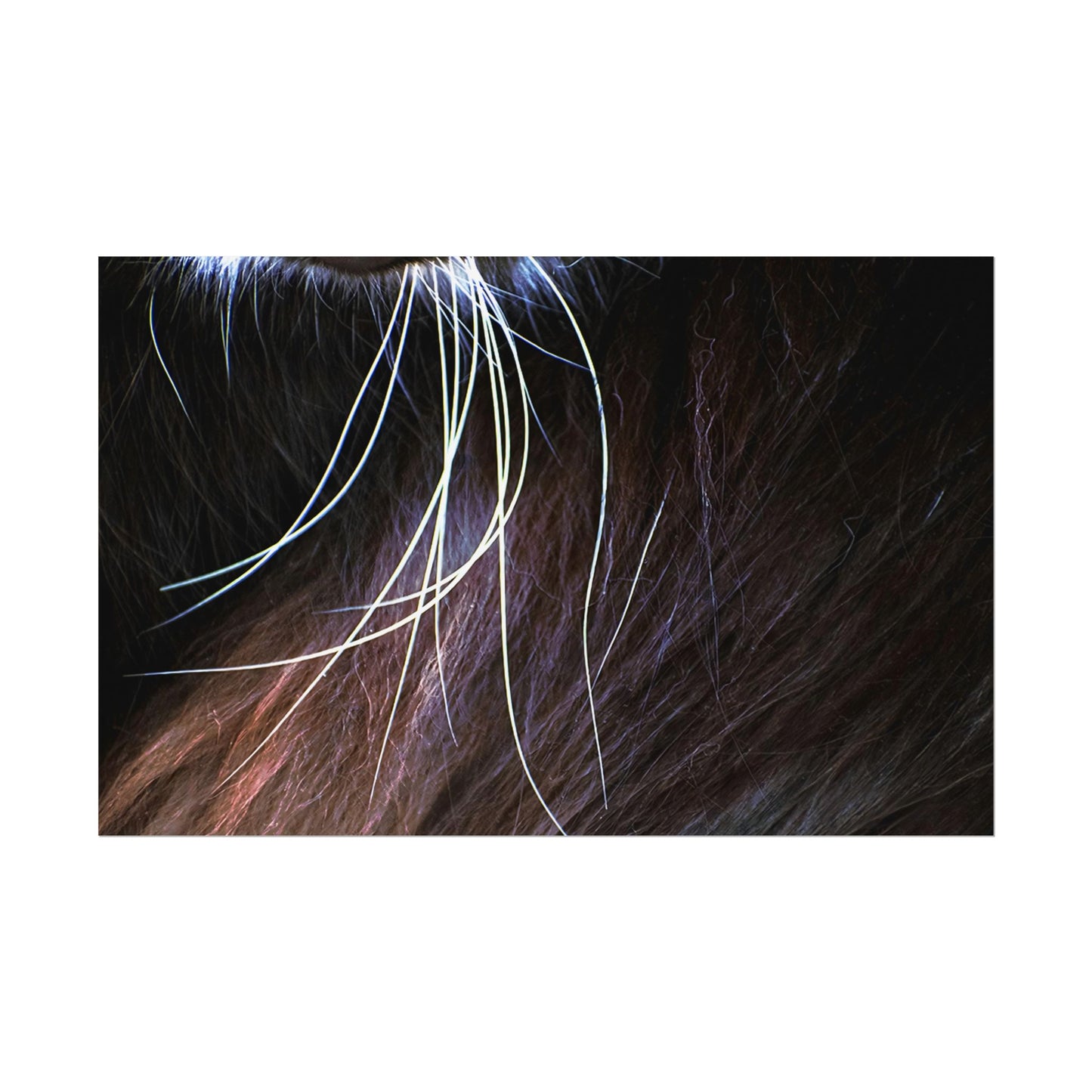 Cat Whiskers Wall Art Print