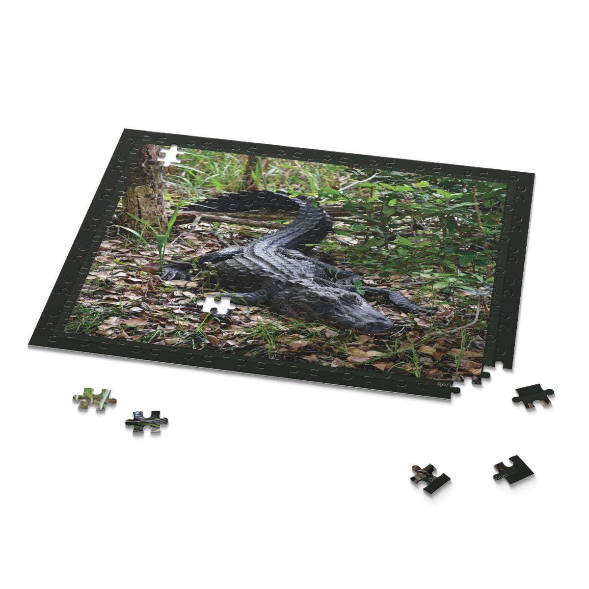 Wild Florida Alligator Nature Puzzle — Wildlife Photo Jigsaw (120/252/500 Piece)