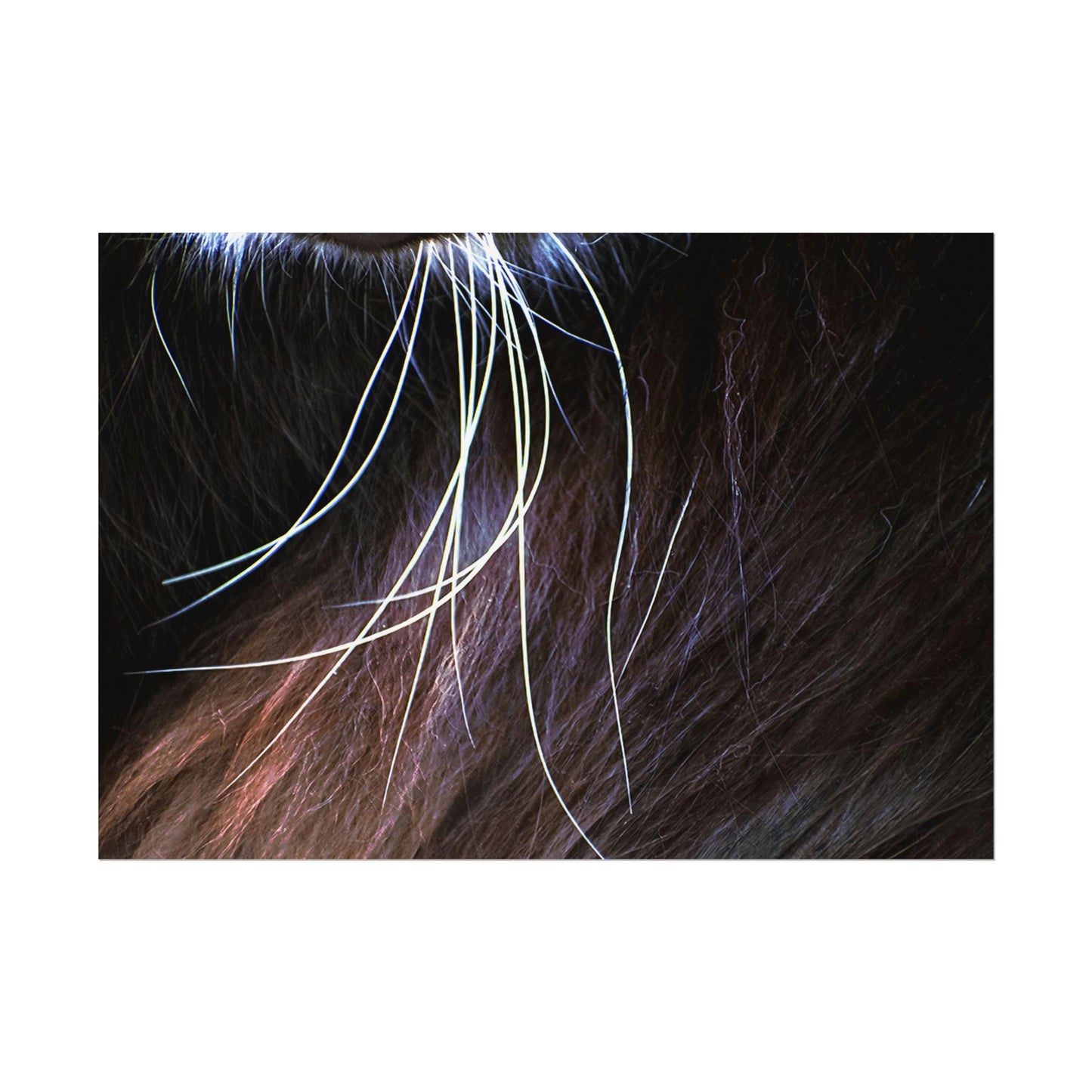 Cat Whiskers Wall Art Print