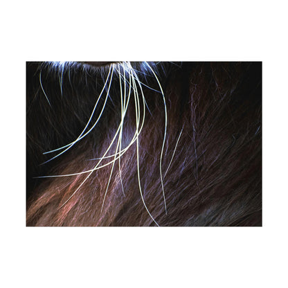 Cat Whiskers Wall Art Print