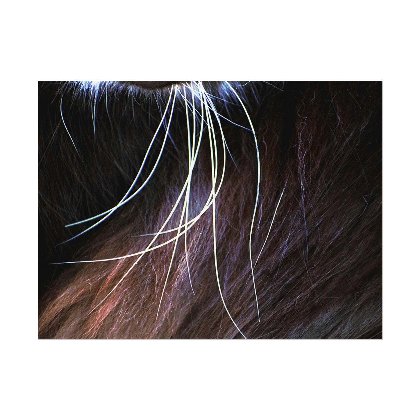 Cat Whiskers Wall Art Print