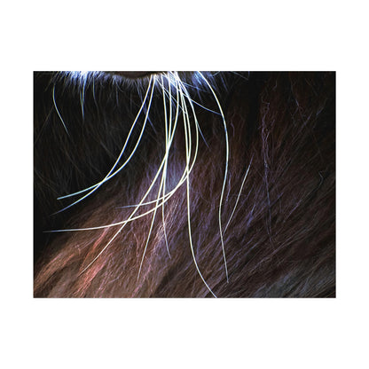 Cat Whiskers Wall Art Print