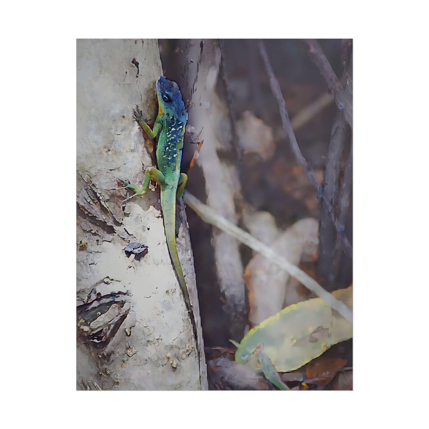Nature-Inspired Colorful Tropical Lizard Wall Art Print