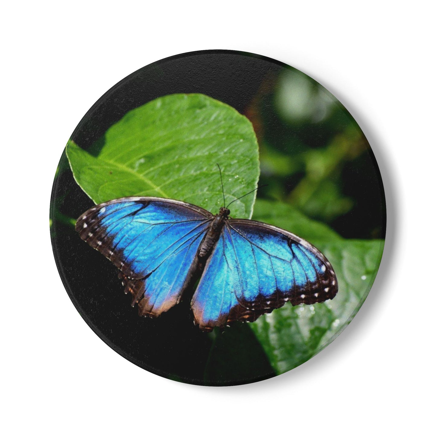 Nature-Inspired Beautiful Blue Butterfly Collectible Ceramic Coaster, 1 Piece