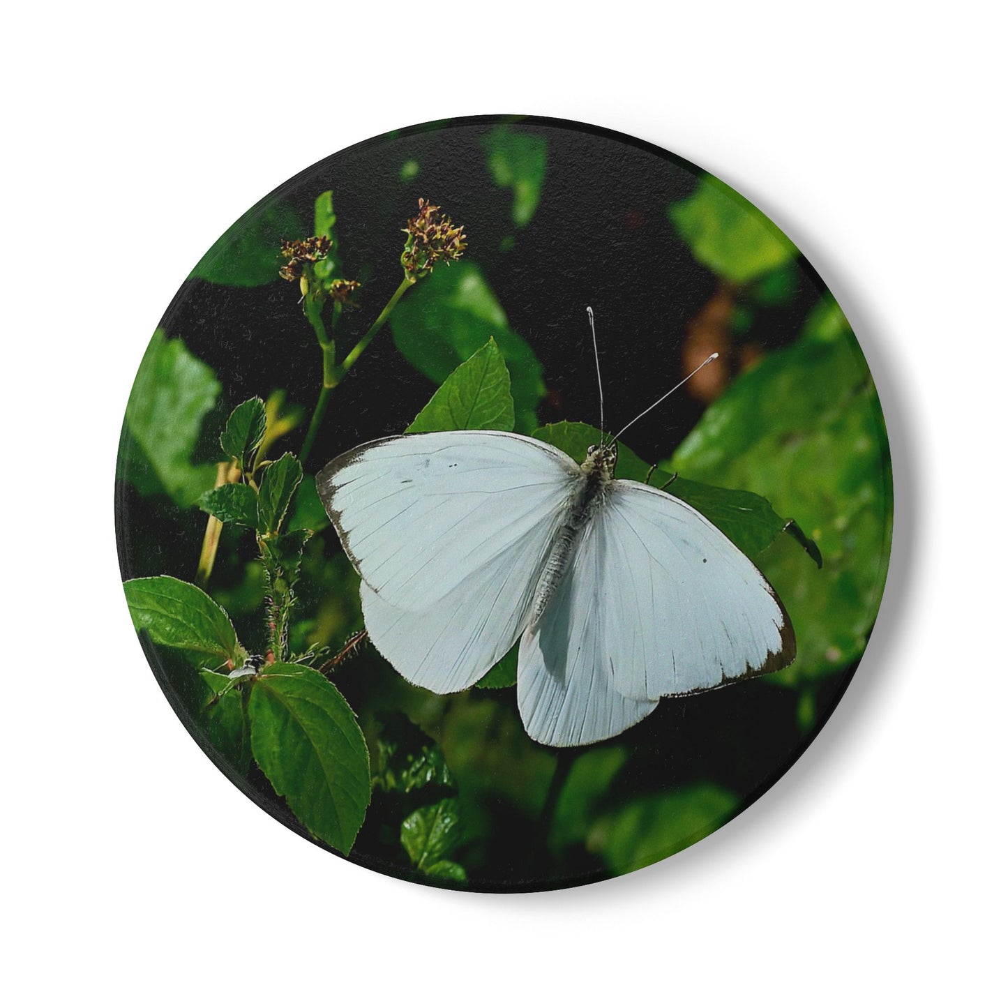 Nature-Inspired White Butterfly Collectible Ceramic Coaster Set, 1 Piece