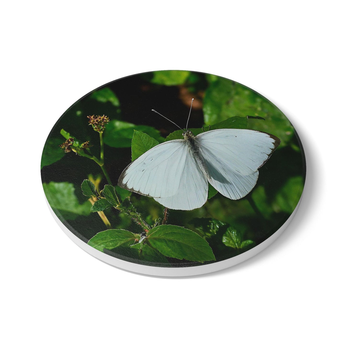 Nature-Inspired White Butterfly Collectible Ceramic Coaster Set, 1 Piece