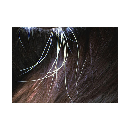 Cat Whiskers Wall Art Print